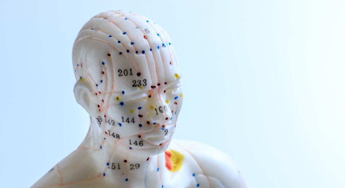 Model of a human head with meridians on a light blue background.
