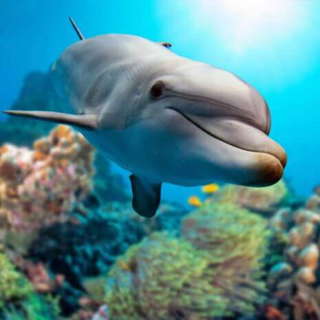 Dolphin Attunements