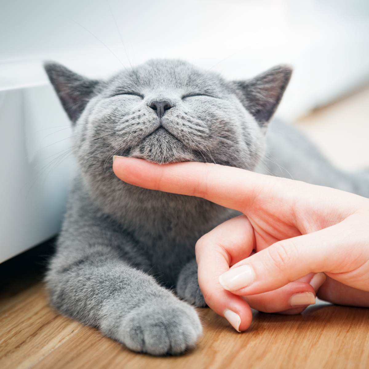 Small, grey British Shorthair cat with its eyes closed and a contented expression, resting its chin on a human finger.