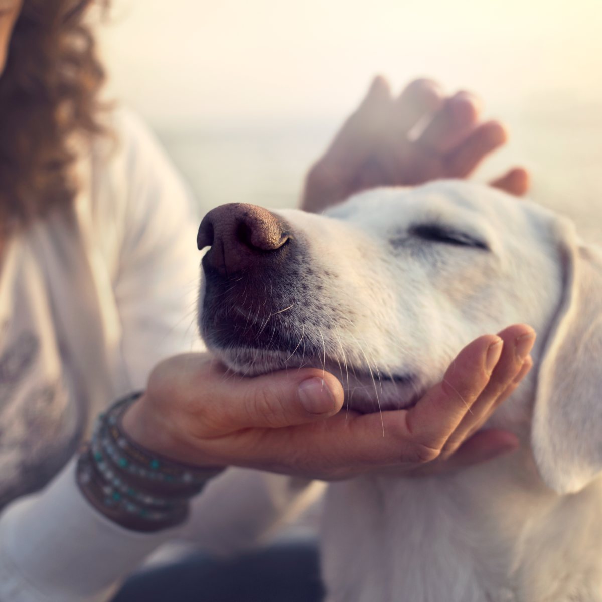 White dog, eyes closed in contentment, being gently held and stroked symbolising animal healing.