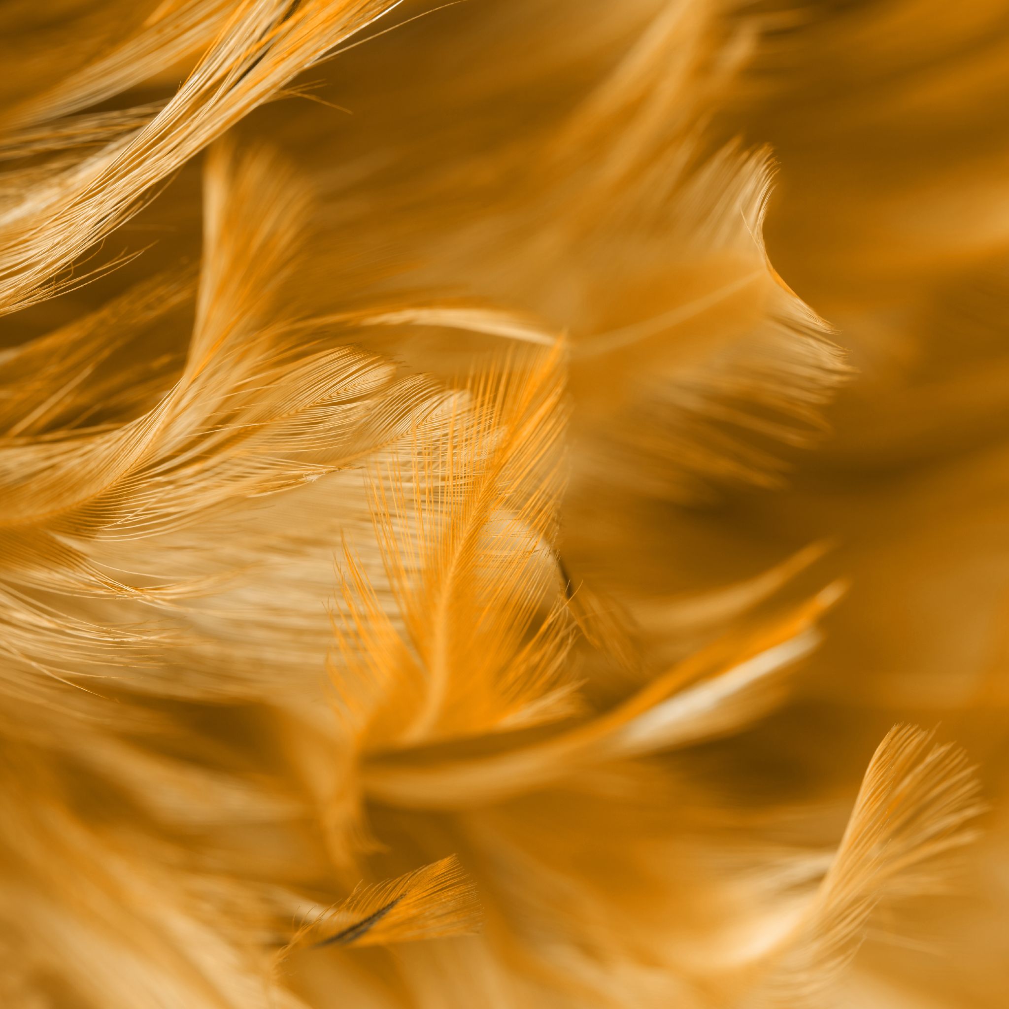 A close-up, soft-focus macro shot of fluffy, textured feathers in a rich, warm golden-yellow or deep orange colour. The gentle texture and light tone are symbolic of the purity and communication associated with the Archangel Gabriel.