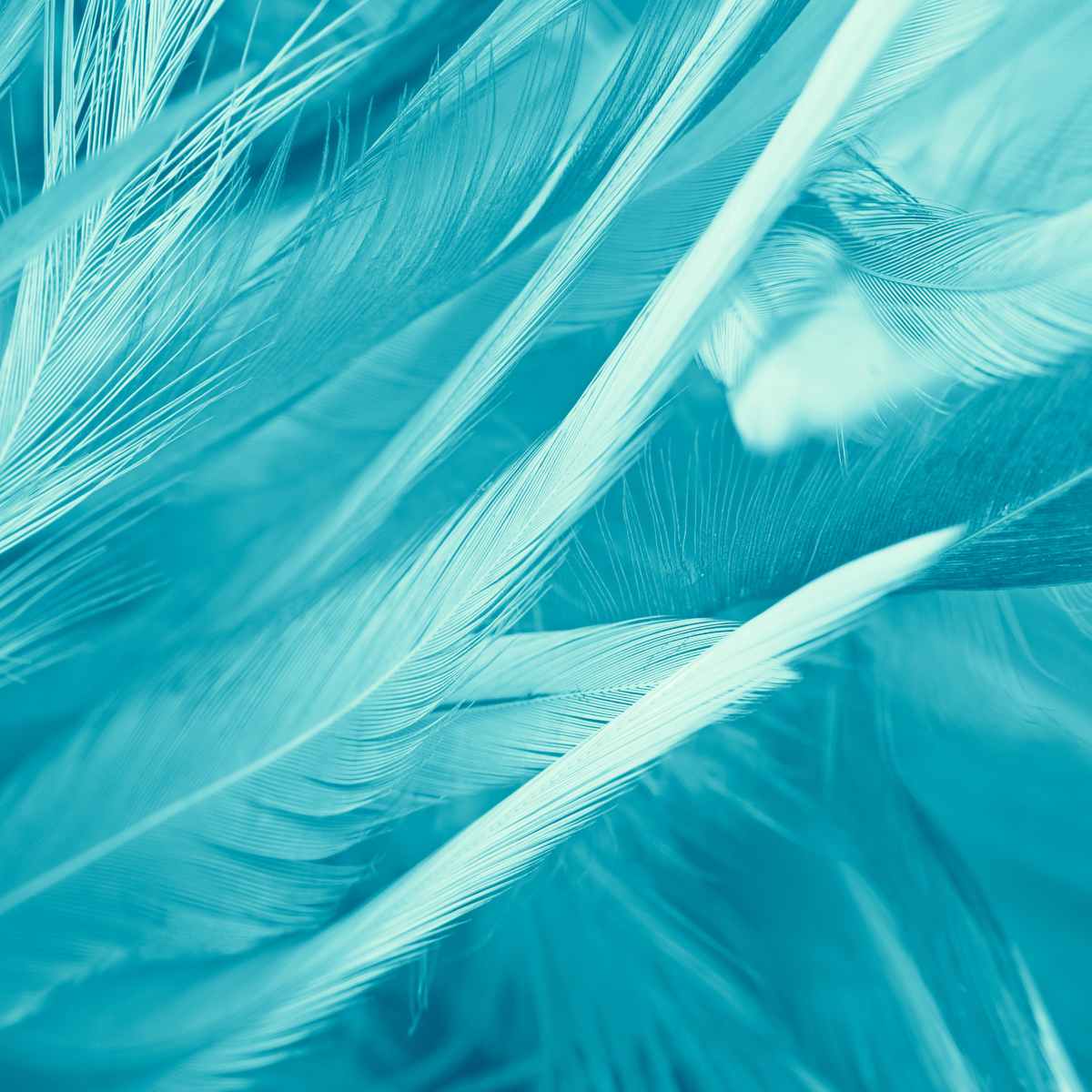 Close-up texture of turquoise-blue feathers, suggesting an Archangel Haniel connection.