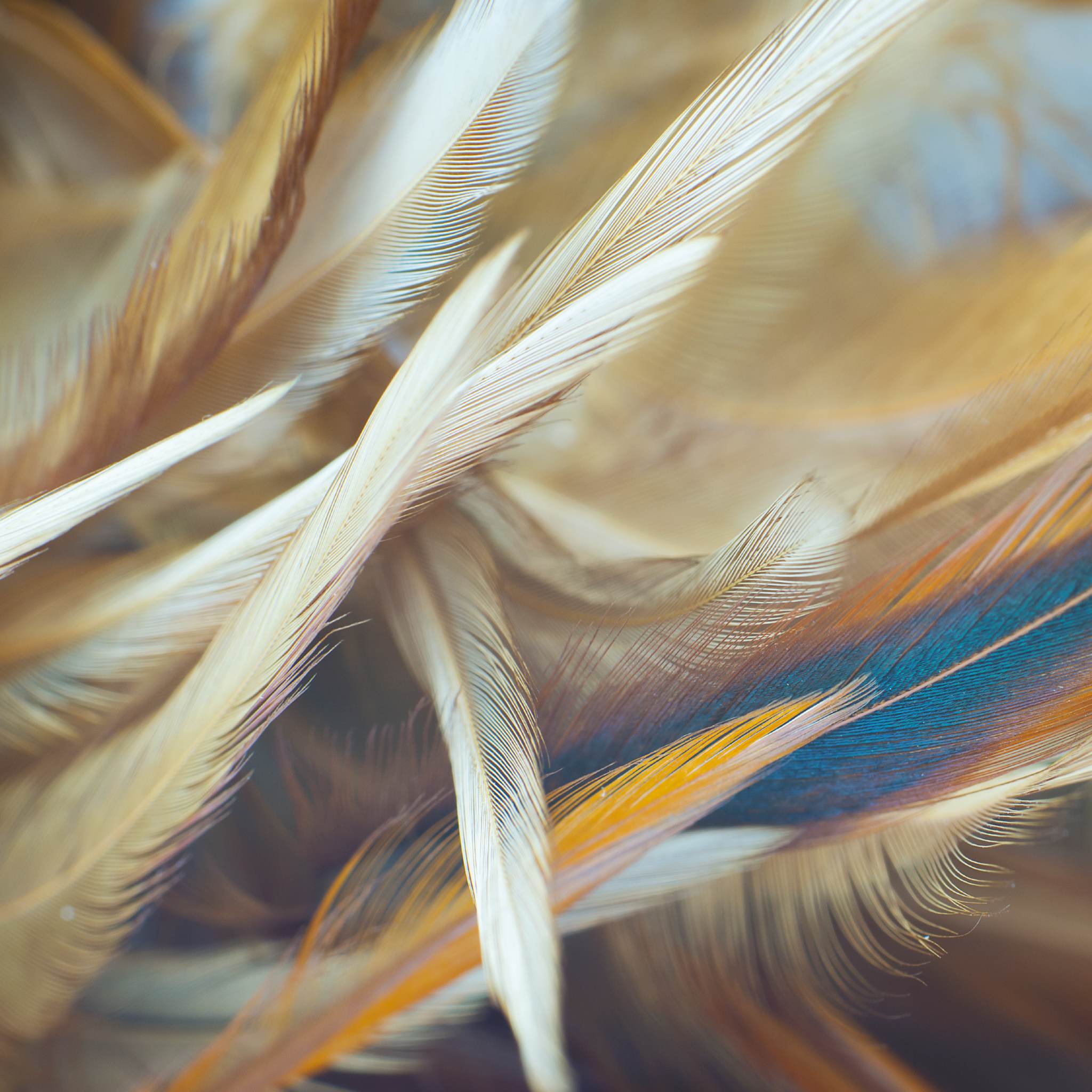 Close-up texture of soft feathers in shades of gold, brown, and turquoise, with a bright, soft-focus effect symbolising Archangel Metatron.