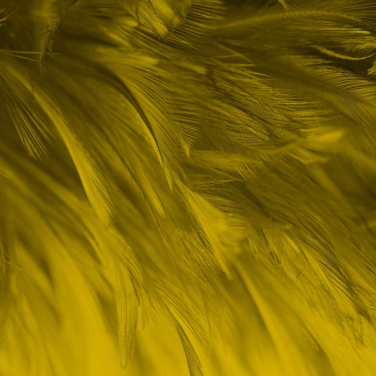 Layers of feathers in a deep, rich ochre or mustard-yellow colour associated with the Archangel Muriel.