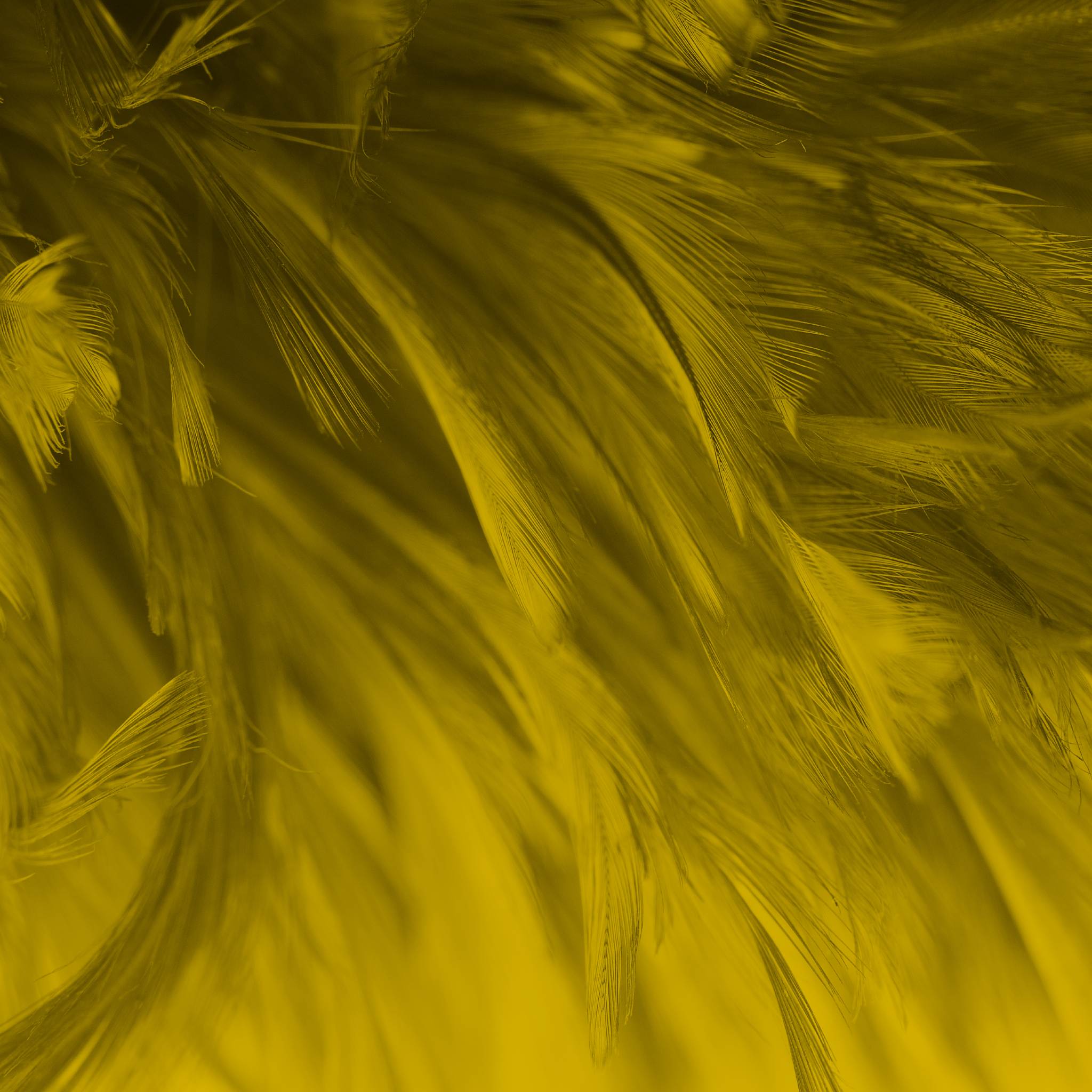 A close-up, soft-focus macro texture shot of layers of feathers in a deep, rich ochre or mustard-yellow colour. The layered texture and warm, comforting tone symbolise the emotion and grace associated with the Archangel Muriel.