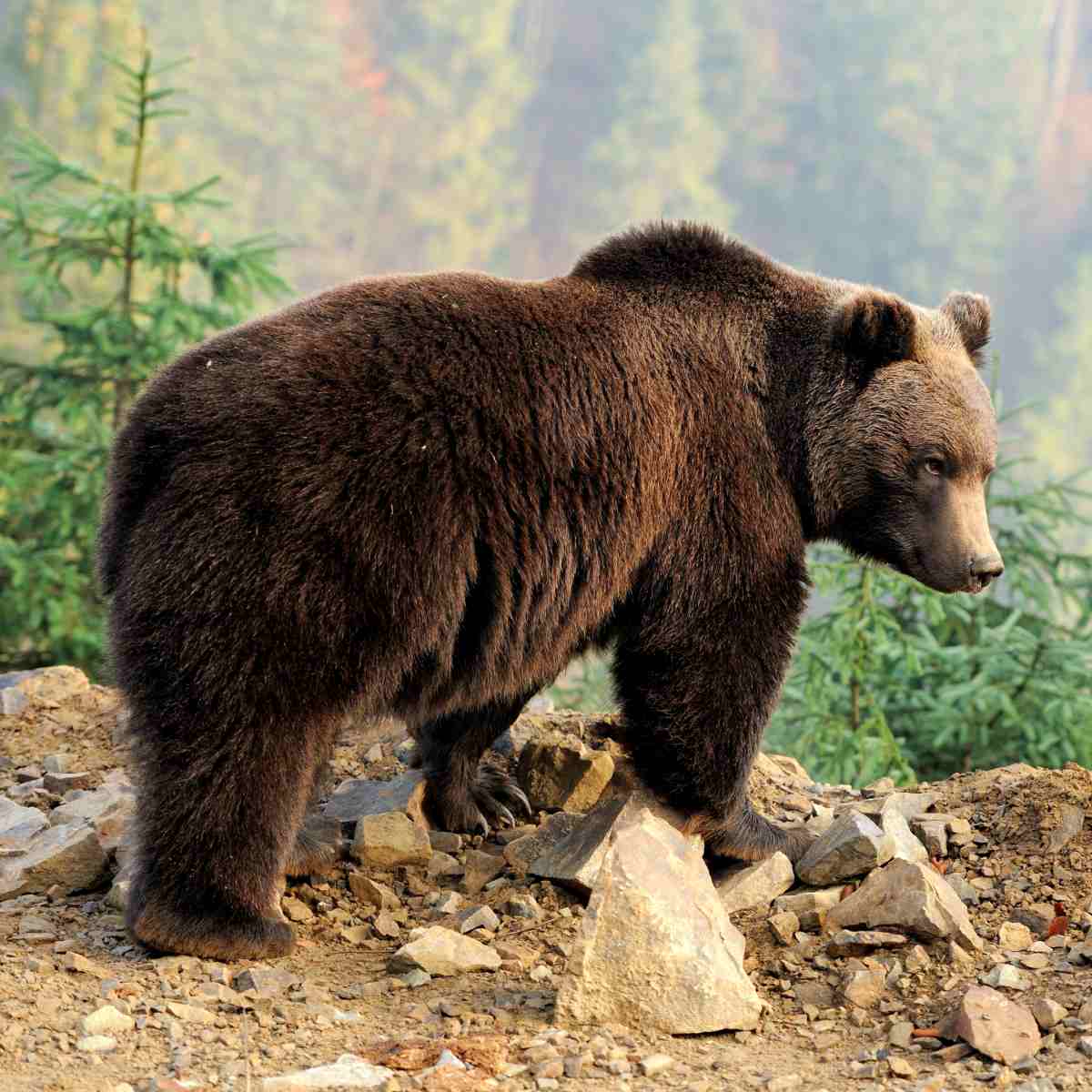 A large brown bear stands on a rocky, uneven slope in a forest, symbolising bear power animal energy.