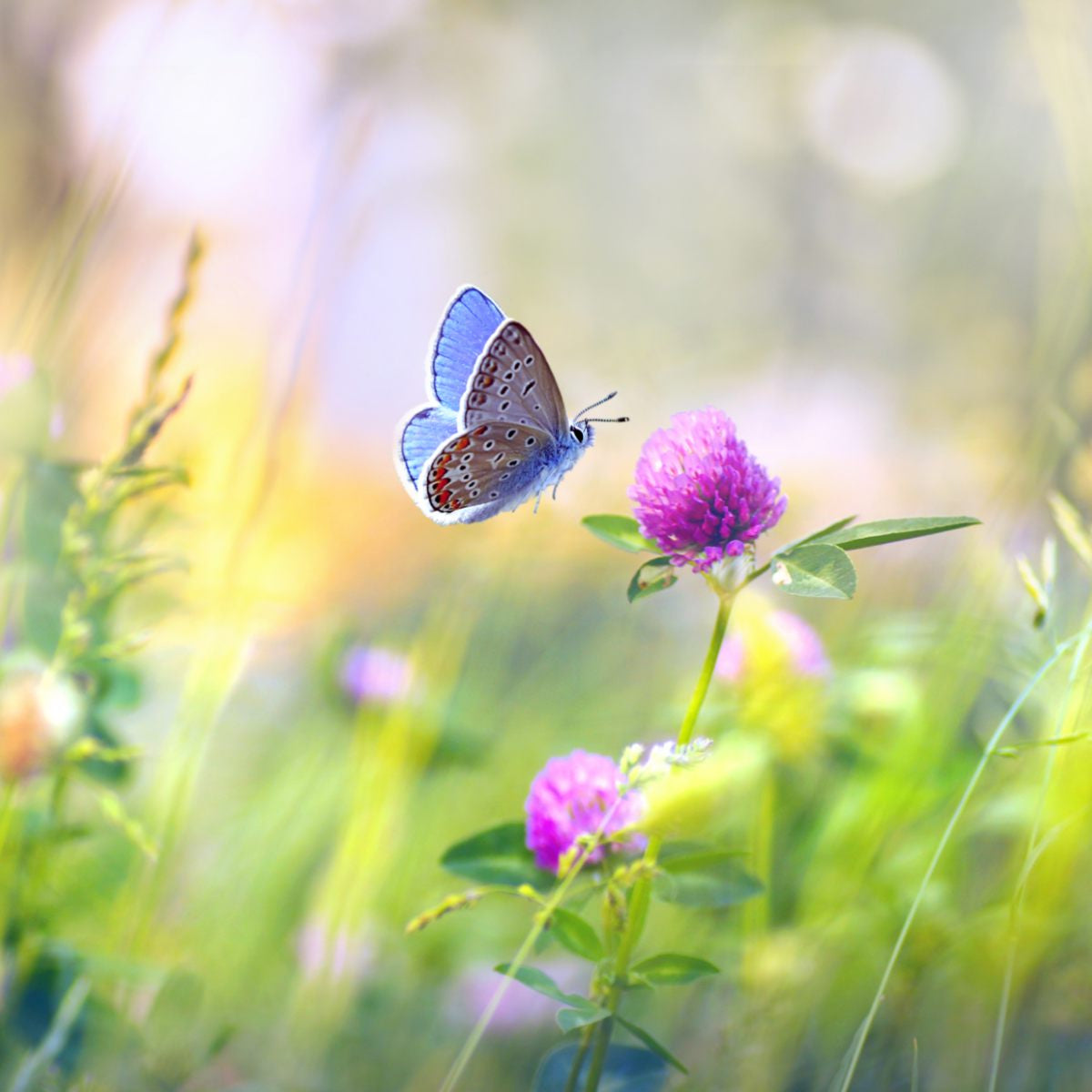 Small blue butterfly flying towards a purple clover flower in a sunlit meadow.