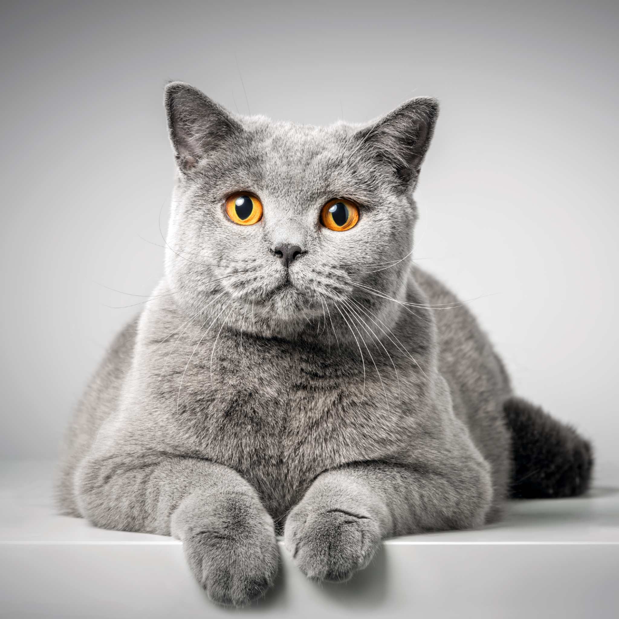 A close-up studio portrait of a British Shorthair cat with grey fur and striking orange eyes, sitting in a relaxed position on a white surface against a smooth, pale grey background. This feline image is symbolic of cat power animal connections.