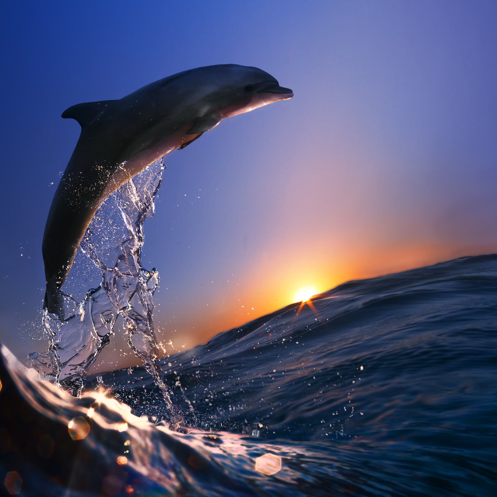A dramatic photograph of a dolphin leaping out of the ocean at sunset, silhouetted against a deep blue and orange sky. Water splashes around the dolphin as the sun dips below the horizon, representing Atlantean dolphin connections and oceanic energy.