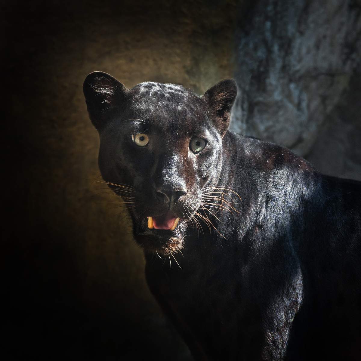 Black panther in a dark setting representing black panther power animal connections.