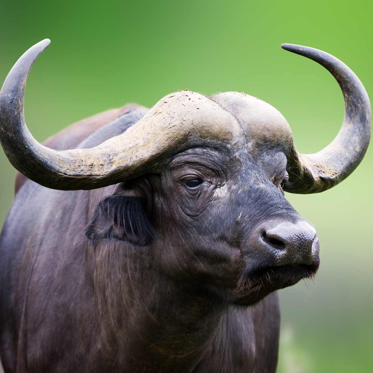 Close-up of a buffalo with large curved horns symbolising the buffalo power animal.