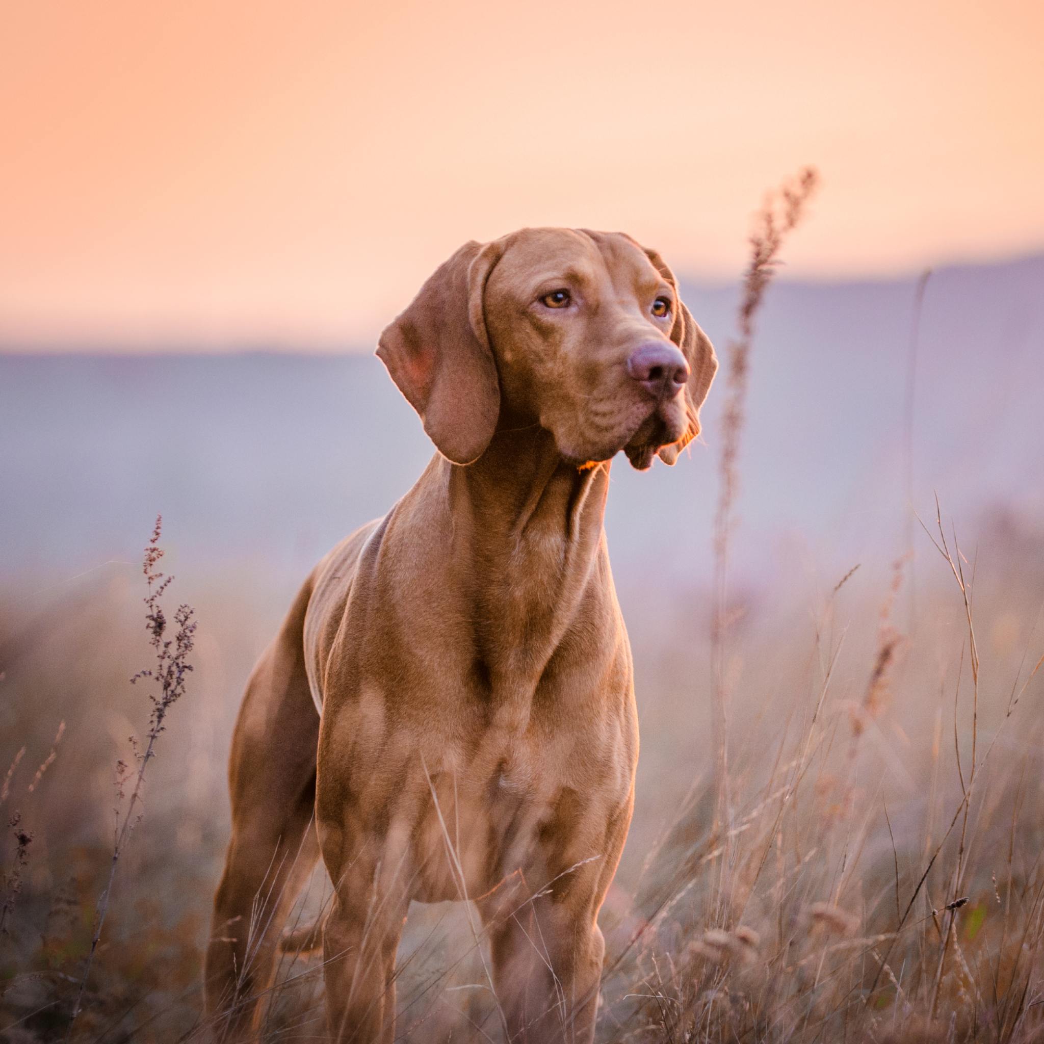 A beautiful Vizsla dog, a short-haired, lean breed with reddish-brown fur, stands alertly in a field of tall, dry grass at sunset. The dog's profile is captured against a soft, hazy background of pink and purple sky, representing dog power animal connections.