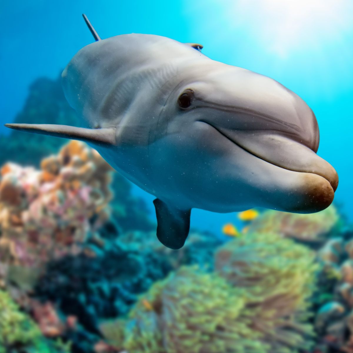 Dolphin swimming in clear blue water representing dolphin power animal.