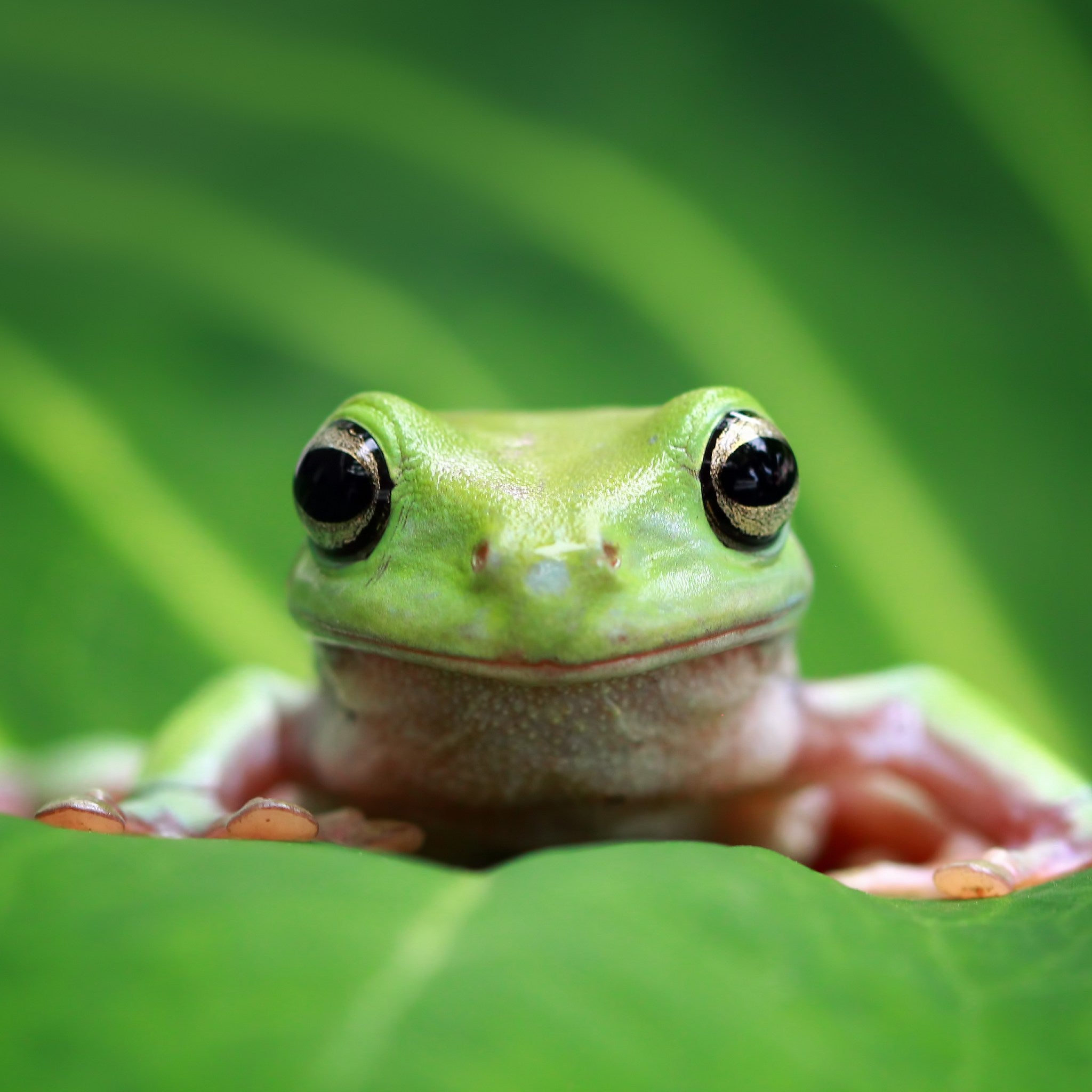 A close-up shot of a small, bright green frog with large dark eyes, sitting on a large green leaf, representing frog power animal connections.