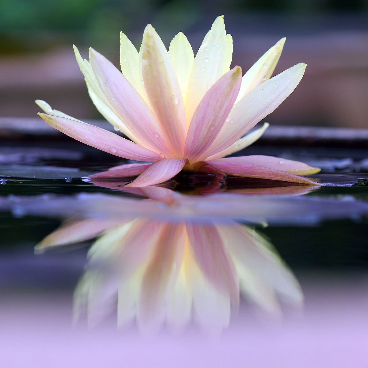 A beautiful yellow and pink lotus flower floating on water with a clear reflection, representing Gayatri Mantra connections.