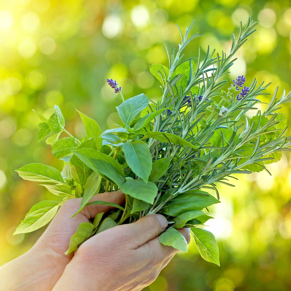 A close-up of a pair of hands holding a fresh bouquet of green herbs set against a blurred green background.