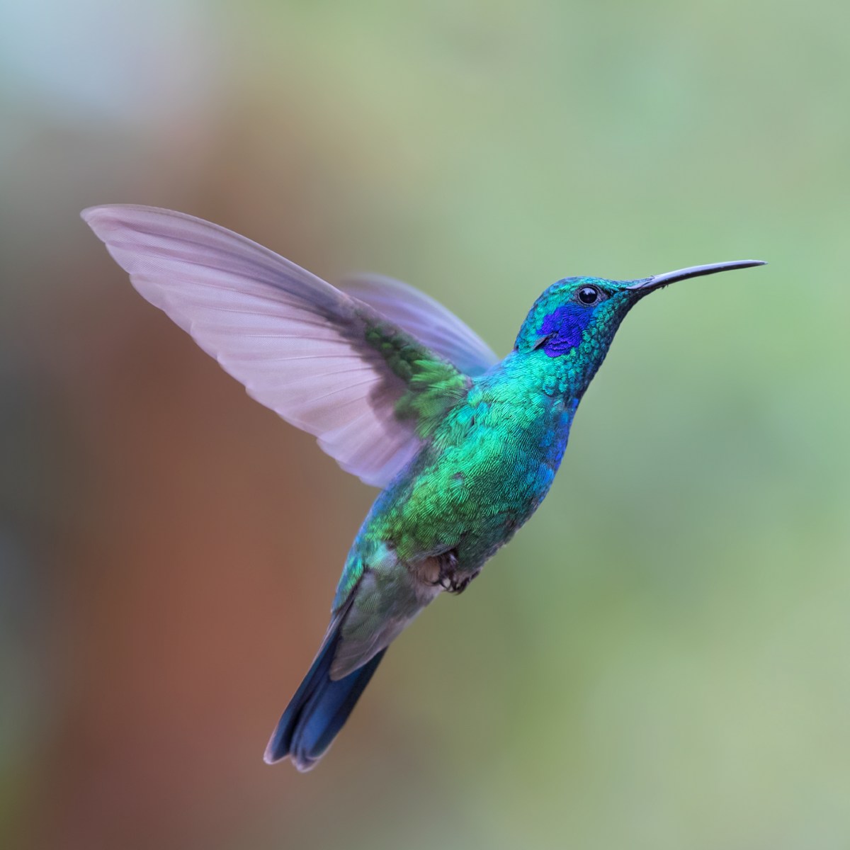 A vibrant green and blue hummingbird in flight representing hummingbird power animal connections.