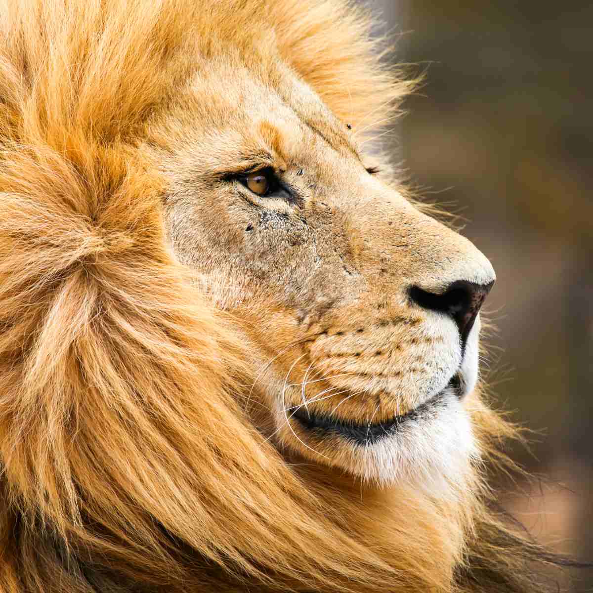 A close-up profile of a male lion with a thick golden mane looking off-camera against a soft-focus background.