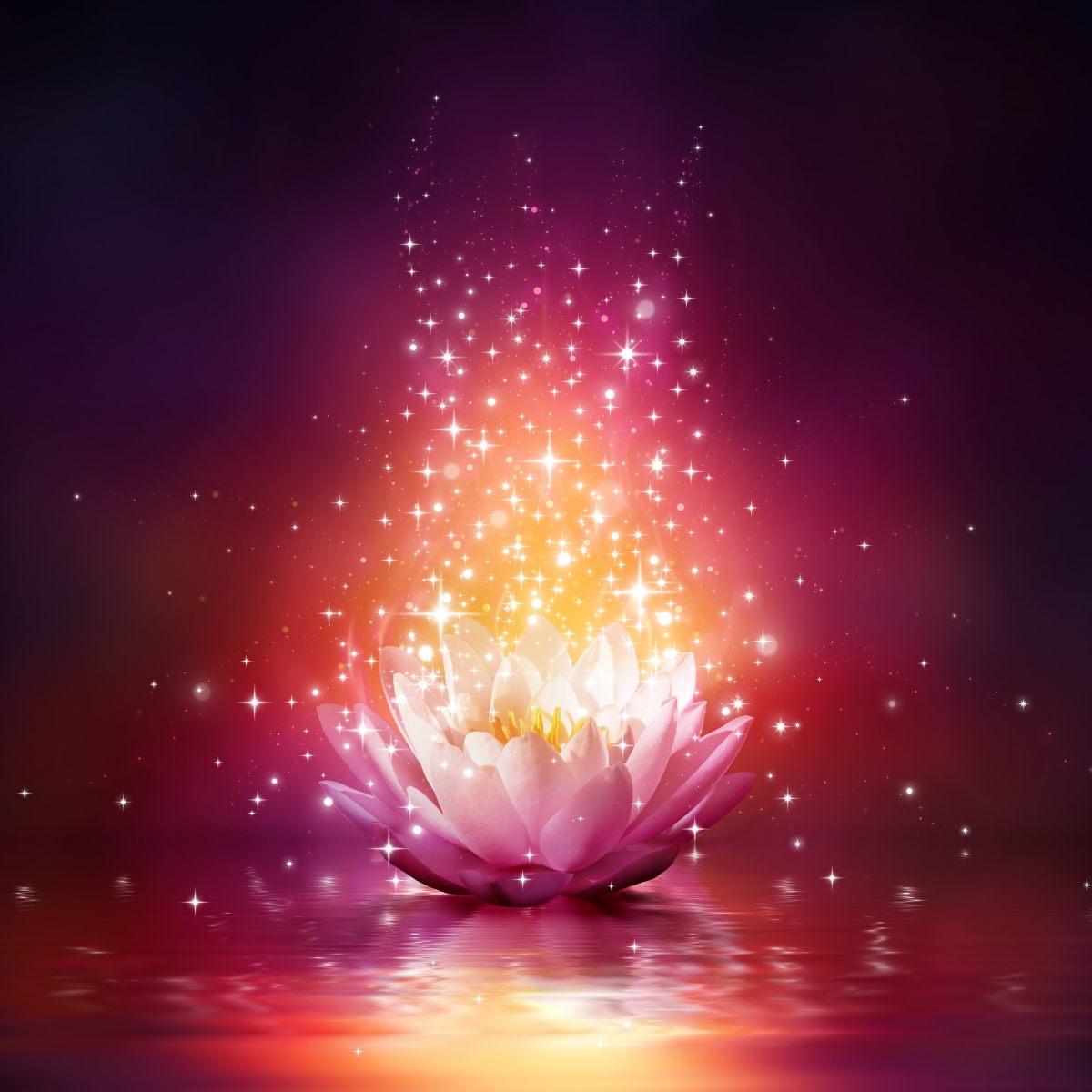 A glowing, light pink and white lotus flower floats on dark water, set against a dark, warm-toned background.