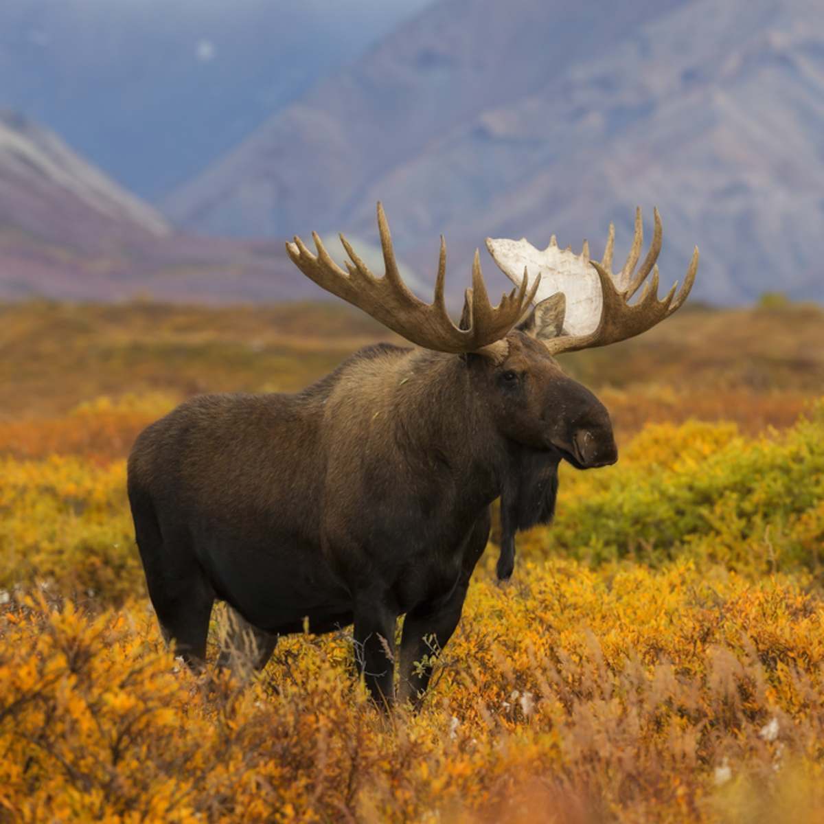 A large moose with antlers standing in a field with mountains in the background symbolising moose power animal energies.