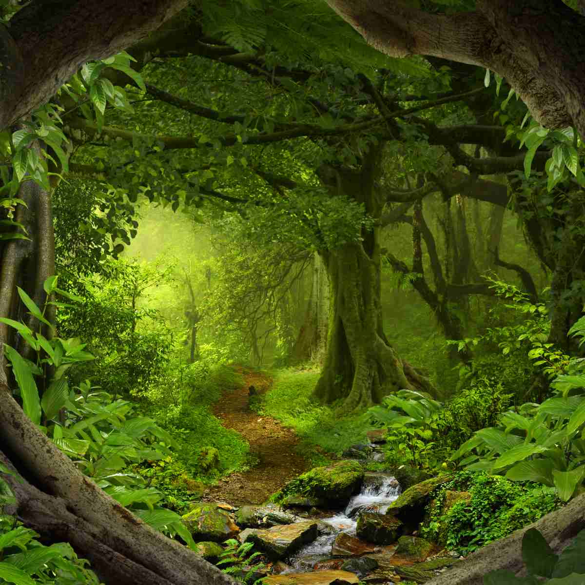 Winding path through a dense, green forest with towering trees and a stream symbolising nature energies.