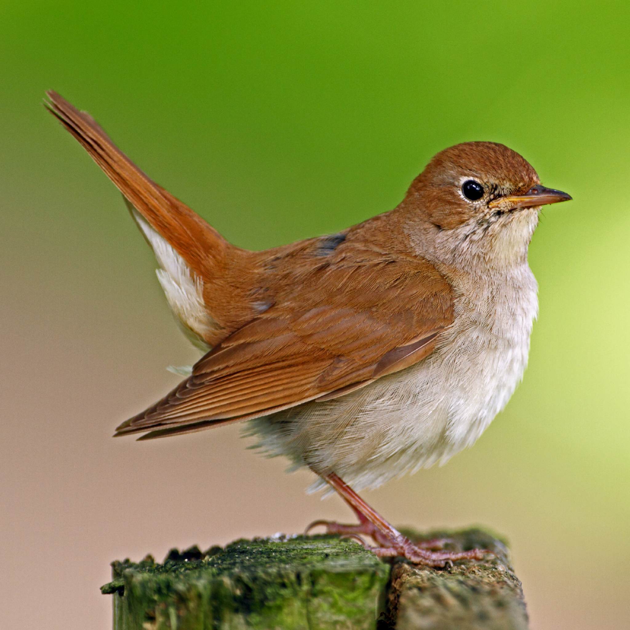 A beautiful, reddish-brown nightingale perched on a weathered wooden post, set against a bright, softly blurred green background, representing nightingale power animal connections.