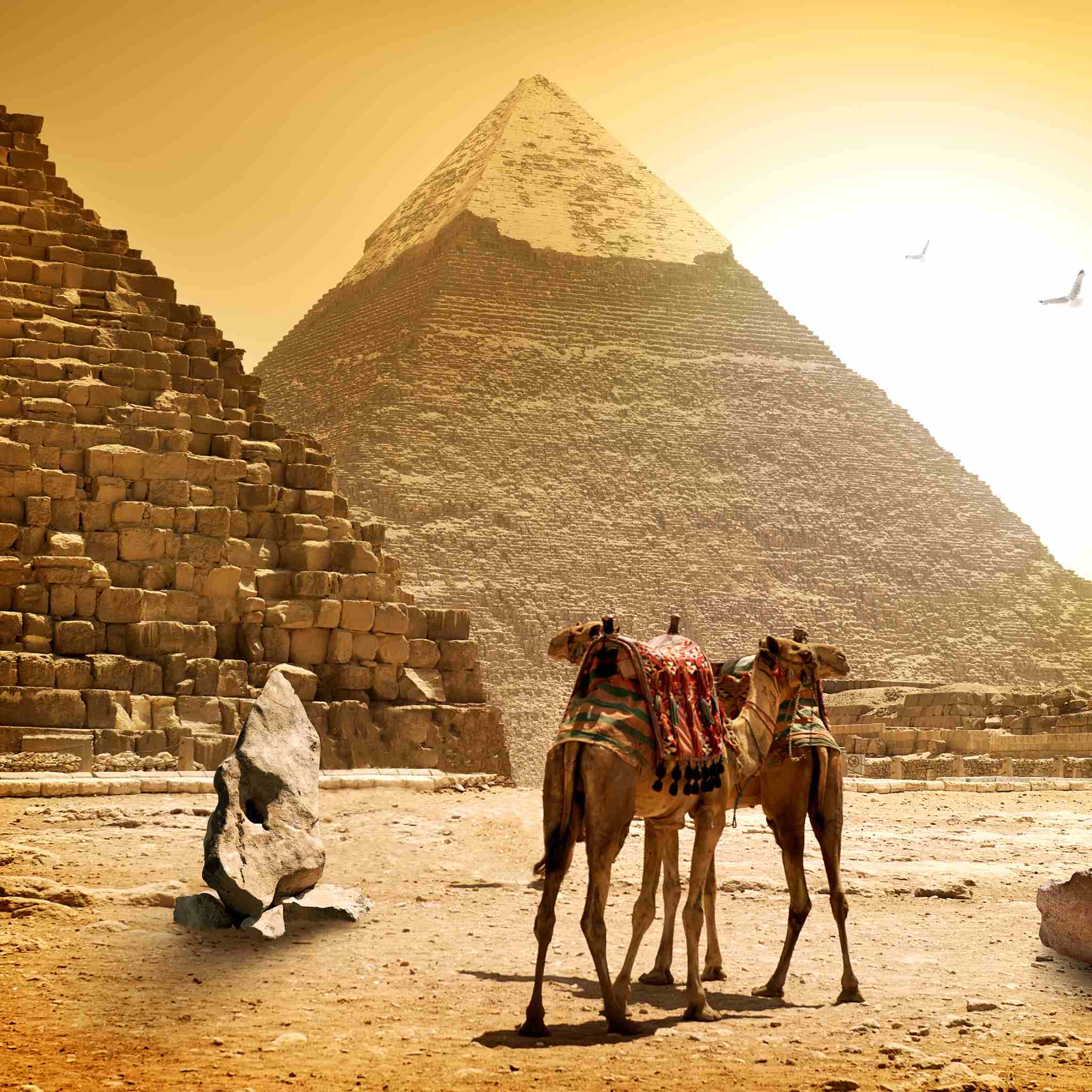 Two pyramids at sunset, with two camels standing in the foreground, representing pyramid connections.
