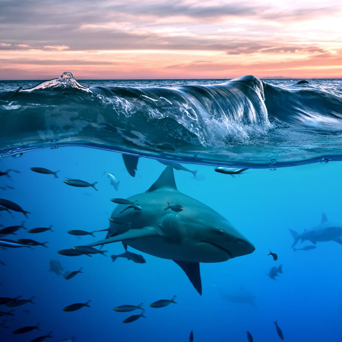 Split-view of a shark swimming underwater below a cresting ocean wave and a soft sunset sky.