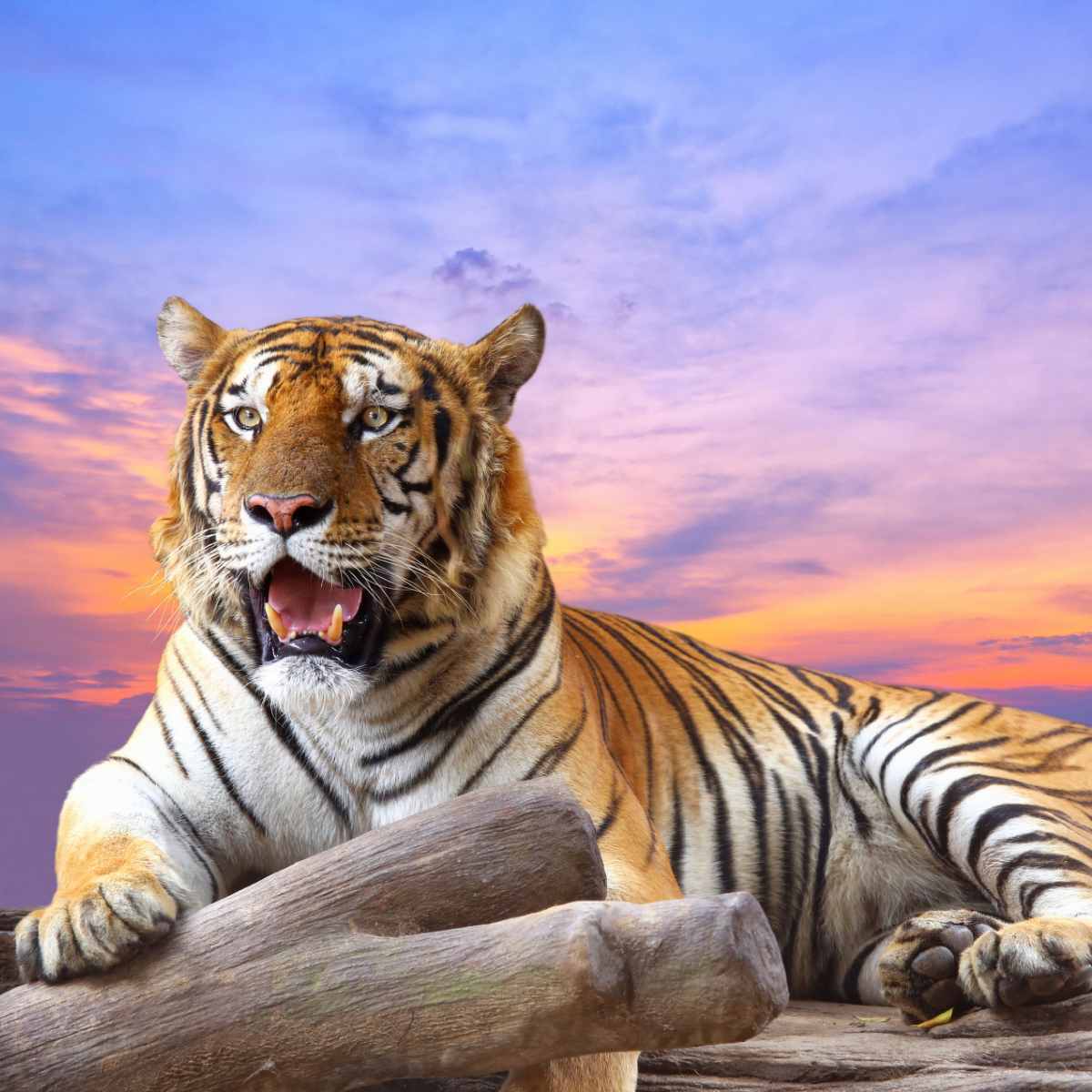 A majestic tiger resting on a log with its mouth slightly open against a vibrant purple and orange sunset sky.