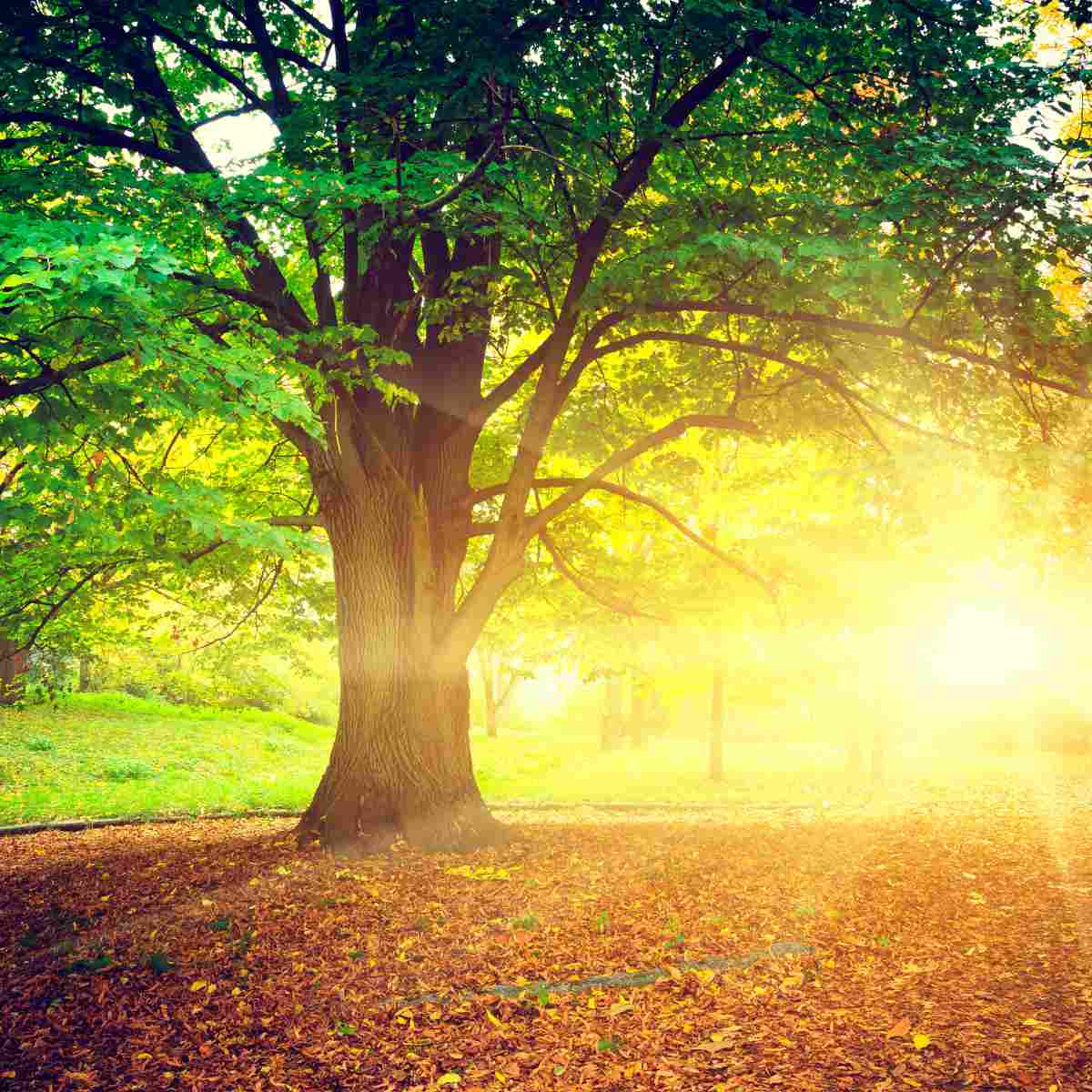 A majestic tree with a thick trunk and lush green foliage with golden sunlight shining through the leaves.