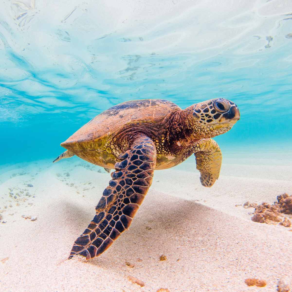 Turtle swimming in clear blue water near a sandy bottom.