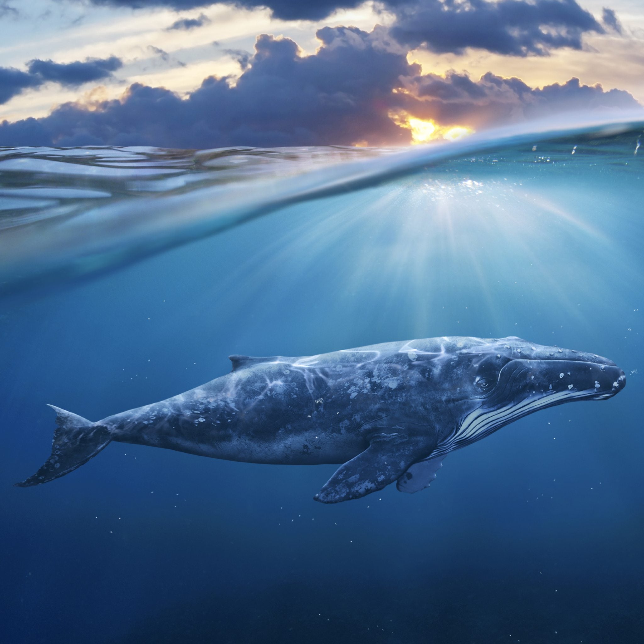 A large whale in deep blue water with sun rays beaming down from the surface, representing whale power animal connections.