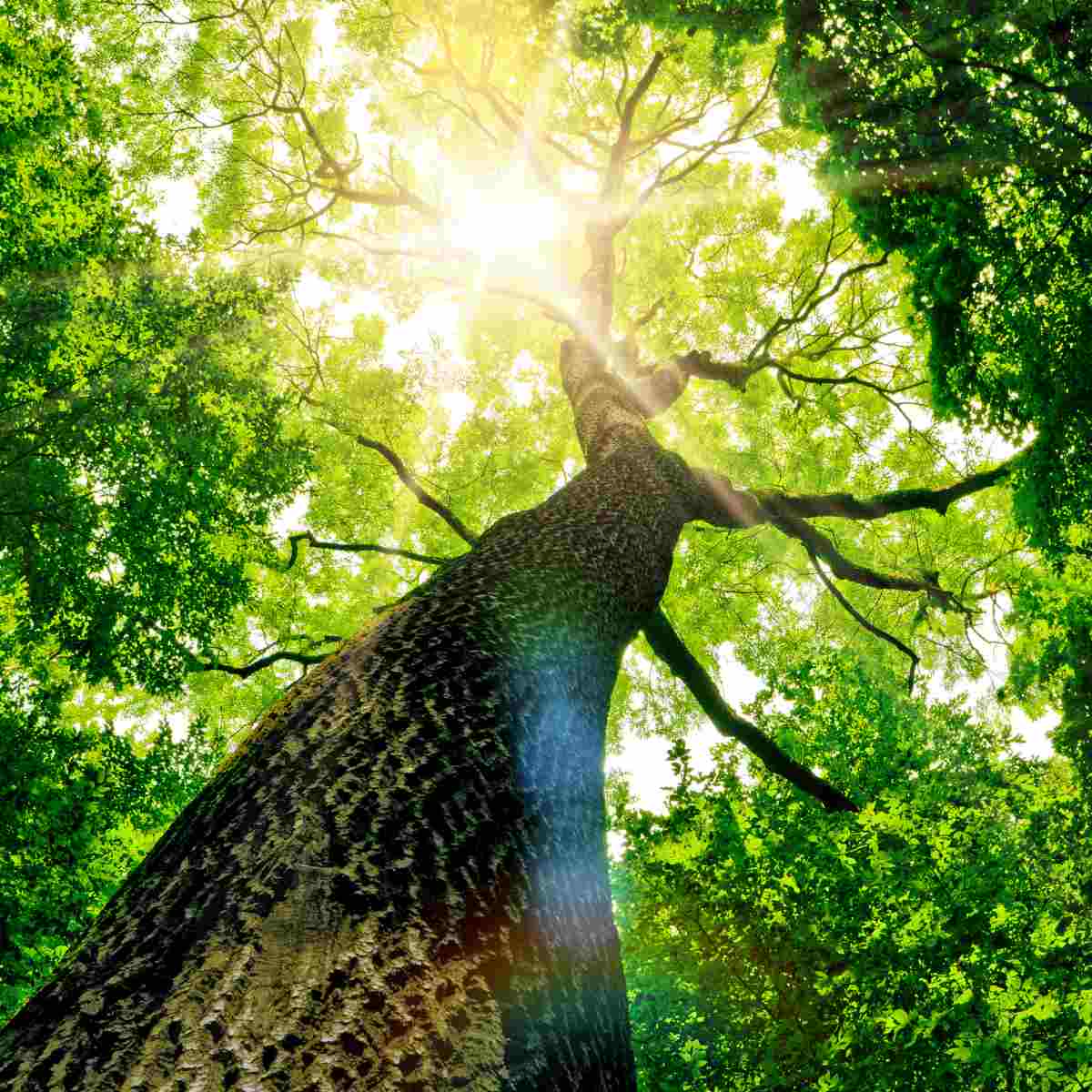 Looking up a massive, textured tree trunk towards its canopy with bright sun rays.