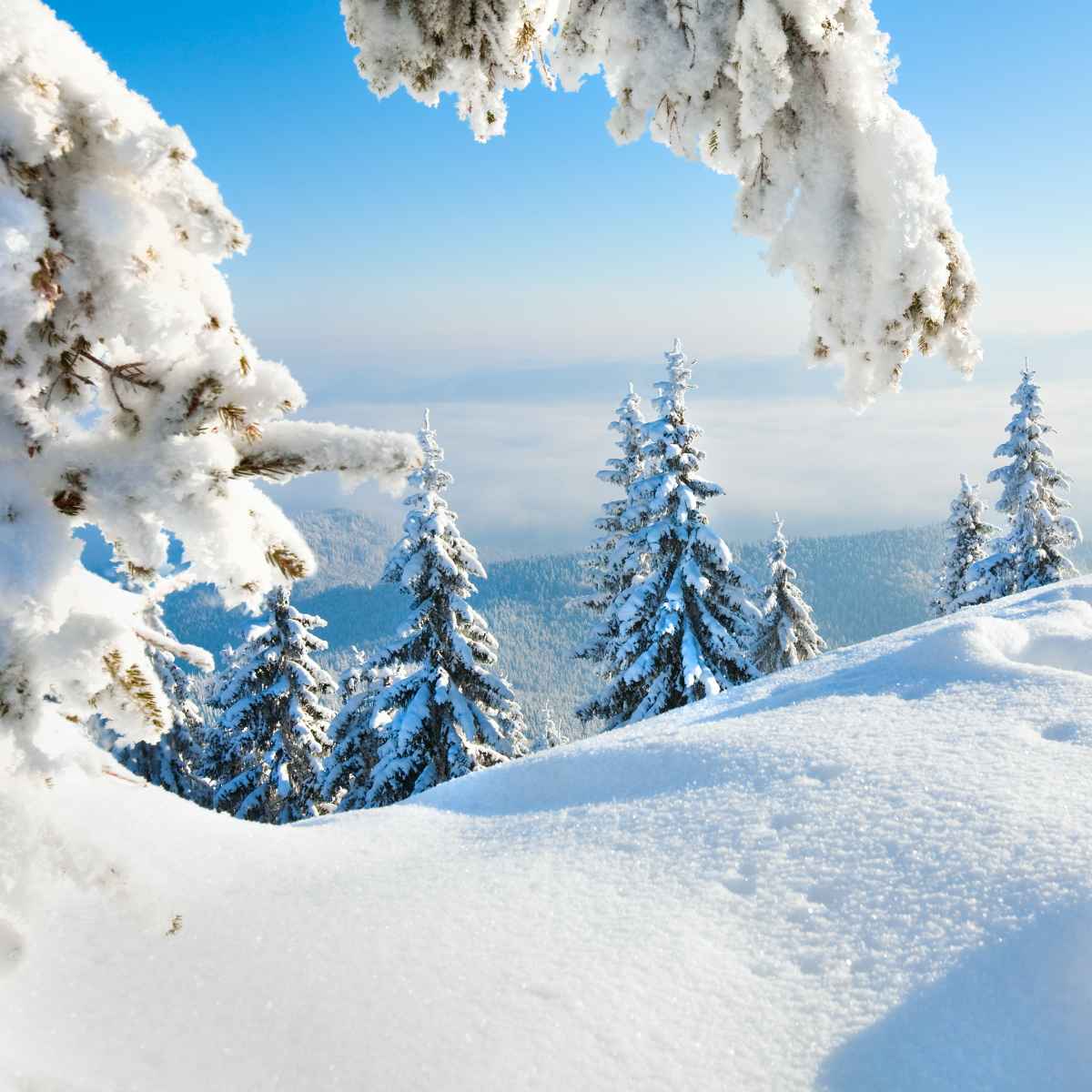 Snow-covered pine trees on a sunny mountain slope framed by frosted branches under a bright blue sky.