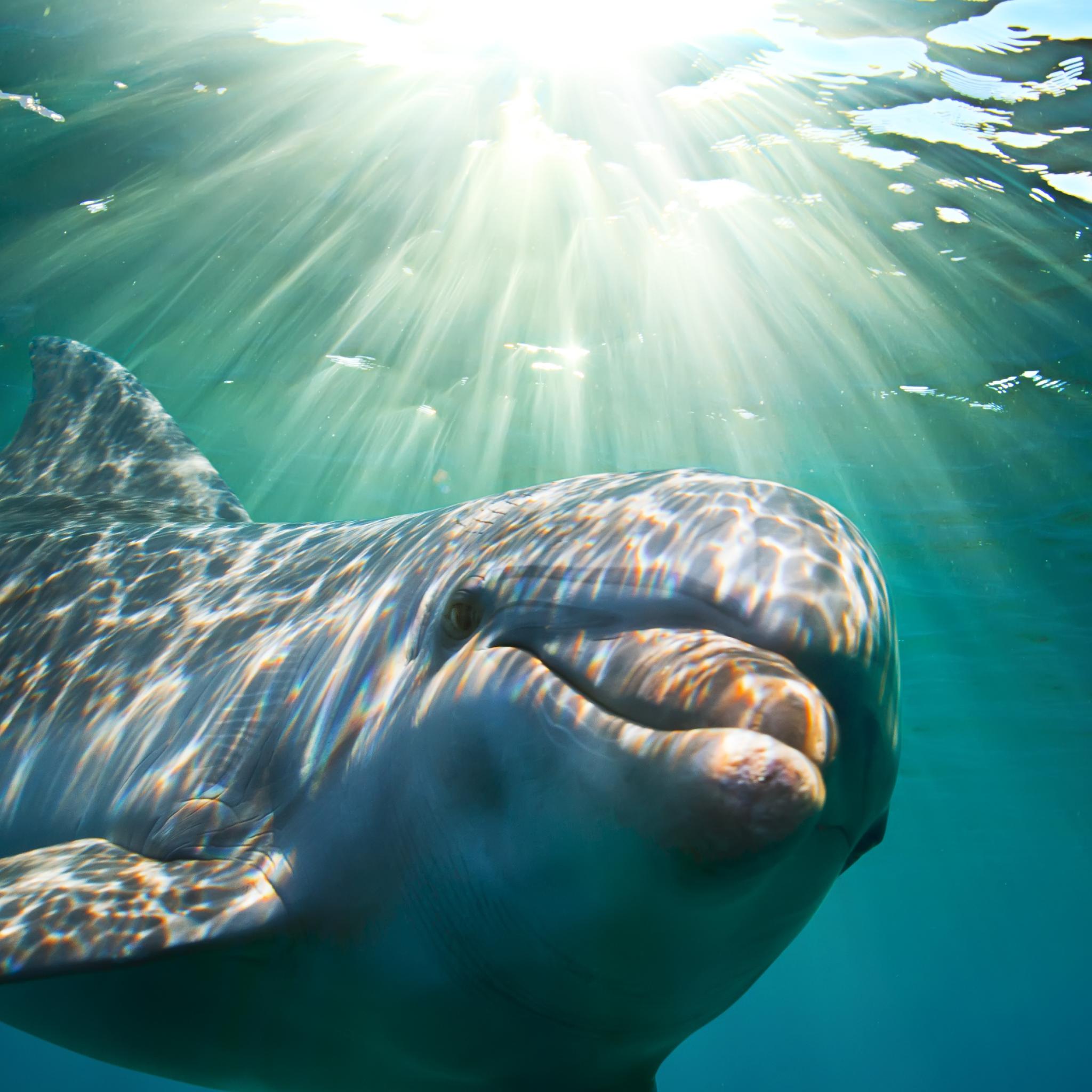 An underwater close-up of a smiling dolphin, swimming just beneath the surface. Bright rays of sun stream through the water from above, creating a dappled light effect on the dolphin's skin, symbolising green dolphin protection.