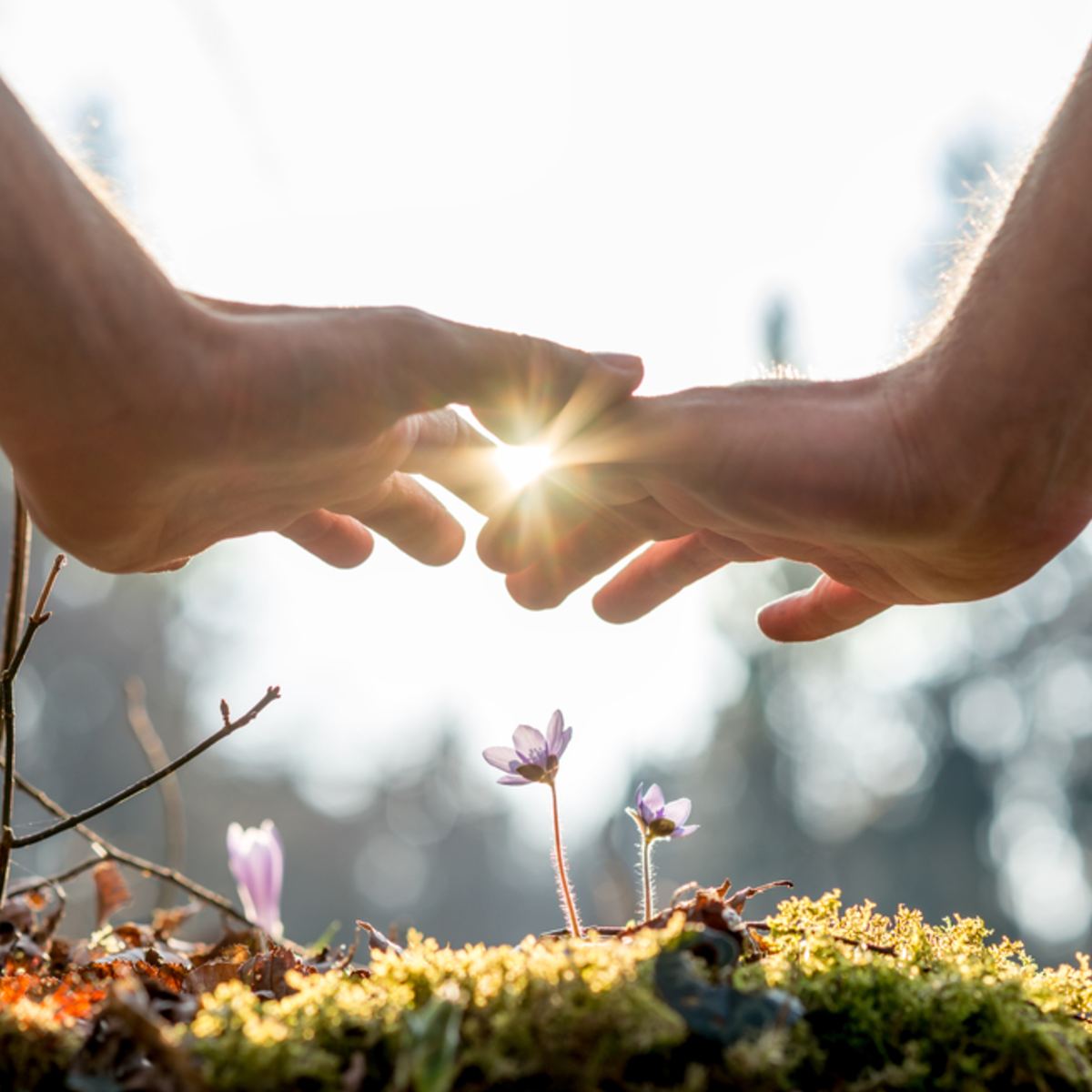 Two hands gently reaching towards each other above delicate purple woodland flowers with bright sunlight shining through the fingers.