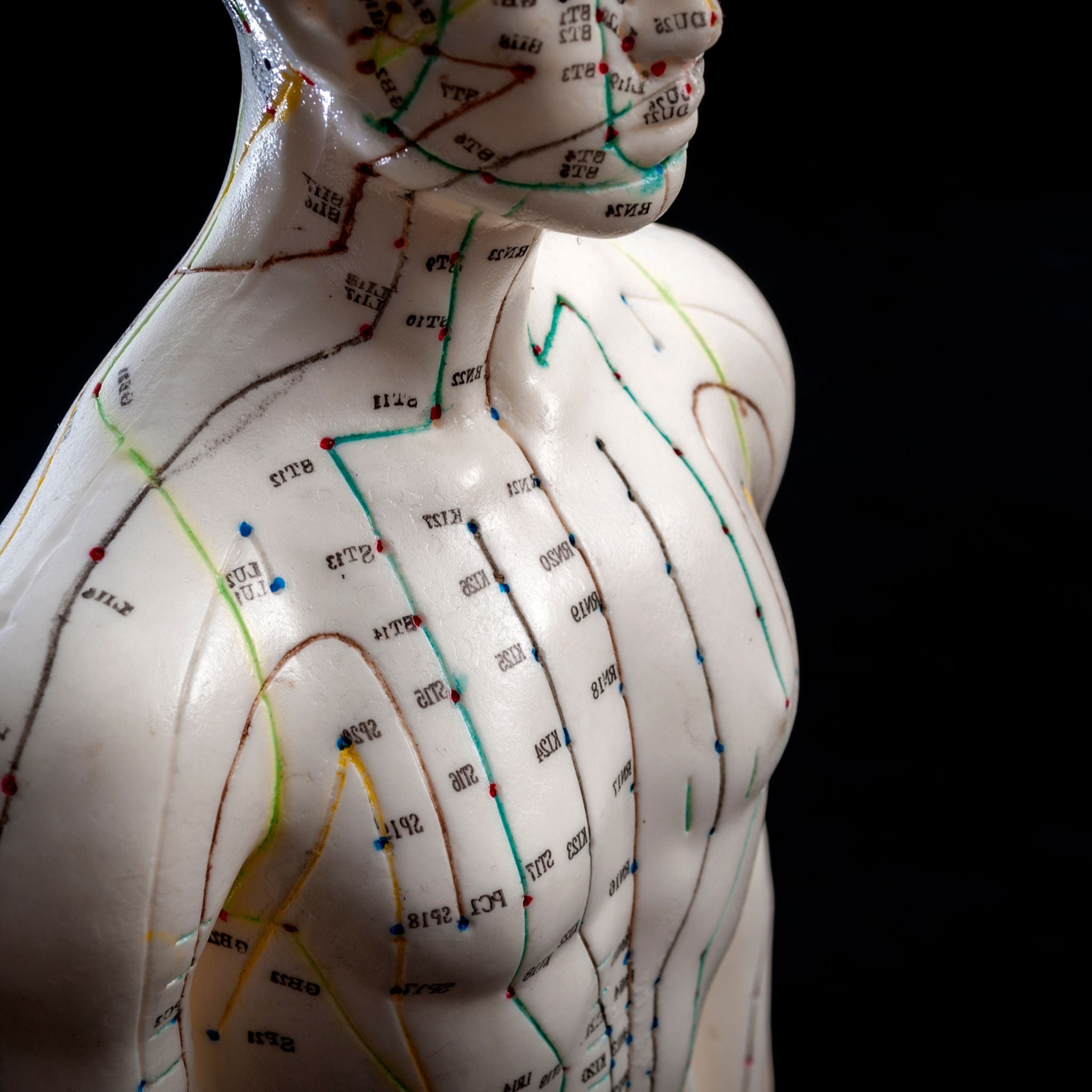 A close-up studio shot of a white human anatomical model marked with lines, dots, and numbers, indicating acupuncture points and energy meridians on the torso and neck against a dark background.
