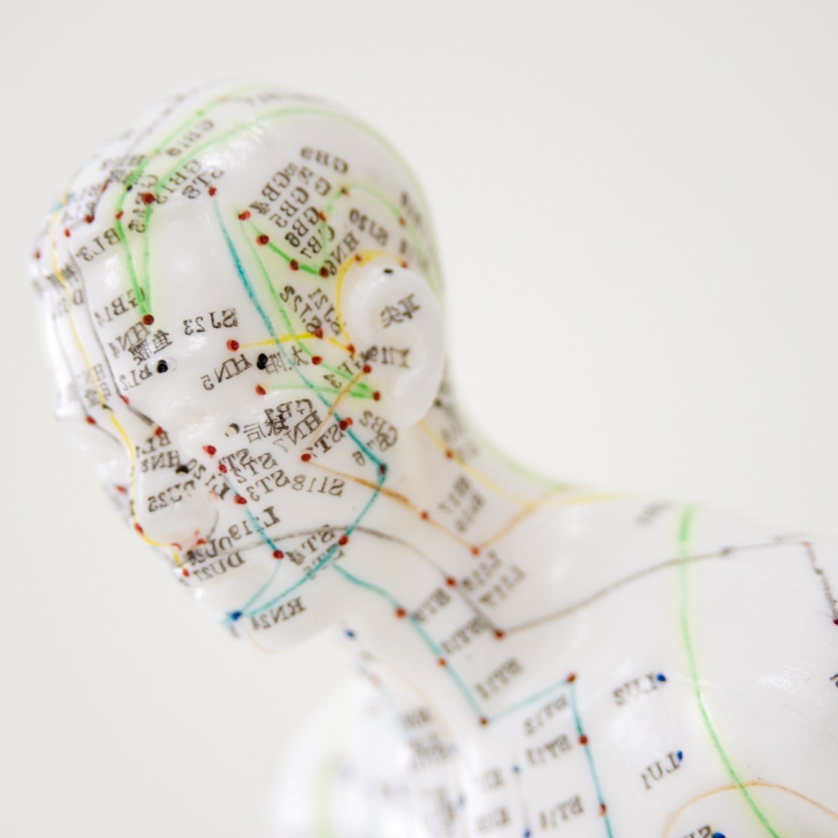 White acupuncture model bust showing anatomical meridian lines and pressure points against a plain background.