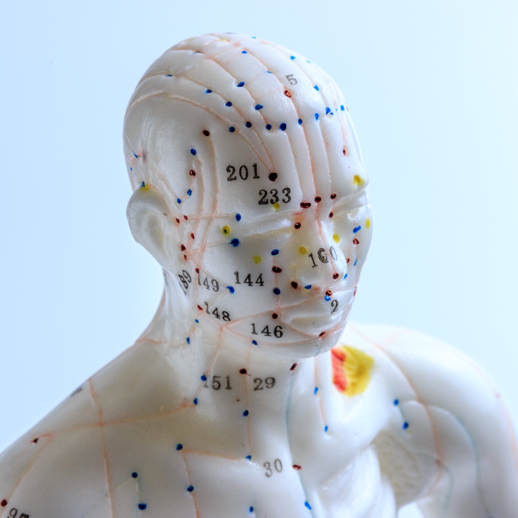 Close-up of a white anatomical model of a human torso and head, marked with numbered red, blue, and yellow dots representing acupuncture and meridian points.