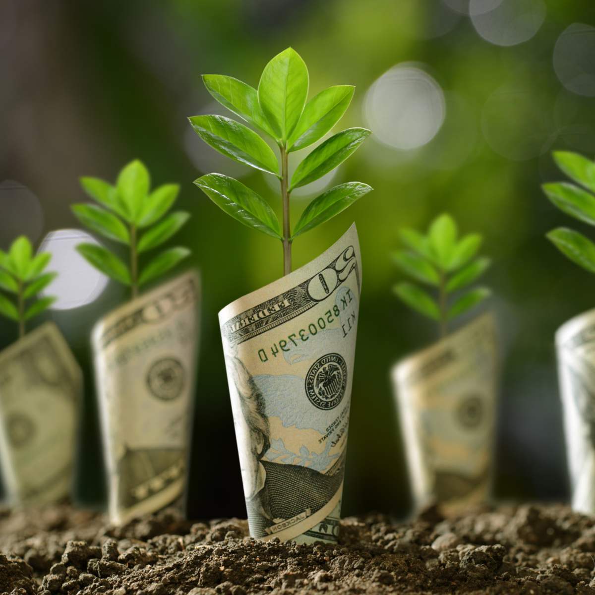 Small green plants growing out of rolled US dollar bills planted in soil with a blurry outdoor background.