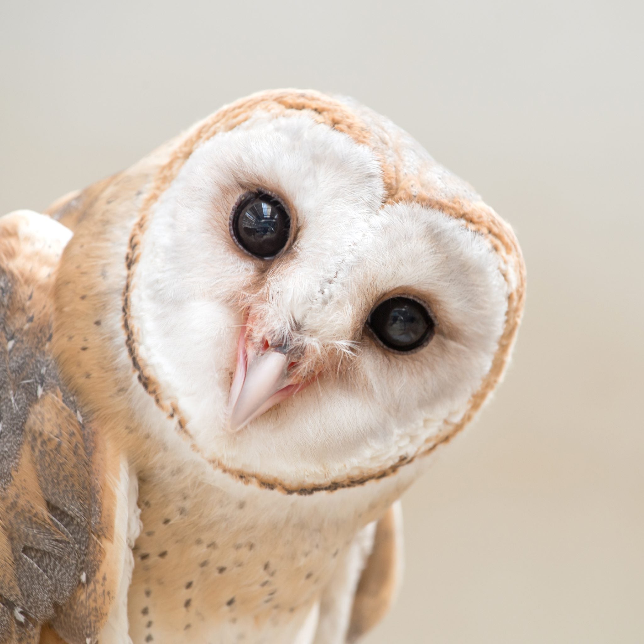 A close-up portrait of a barn owl, with its pale heart-shaped face and large dark eyes, tilting its head slightly towards the camera. The background is a soft, light-toned blur, representing owl power animal connections.