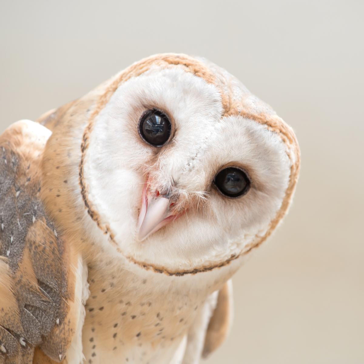 A close-up portrait of a barn owl, tilting its head slightly towards the camera representing owl power animal connections.