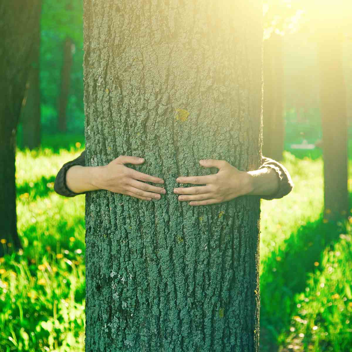Person hugging a tree in a sunlit forest symbolising plant healing energies.
