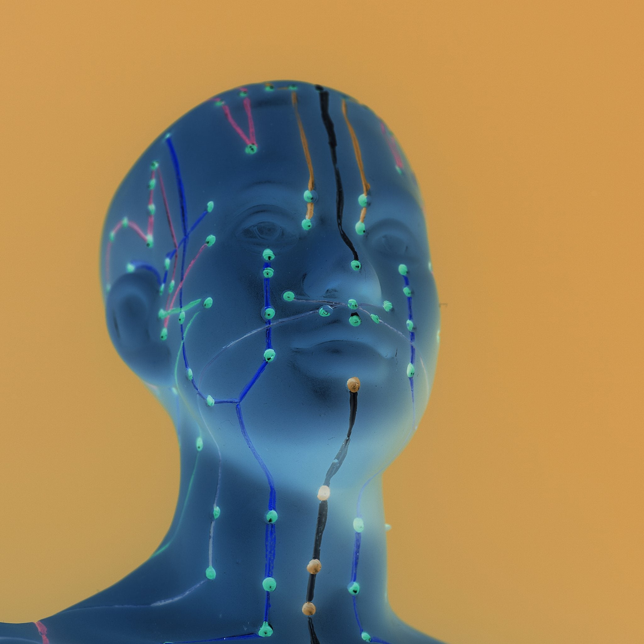 A photograph of a blue, plastic anatomical model of a human head and neck, used for teaching acupuncture. Coloured meridian lines and dots, indicating the energy pathways, or meridian points, are marked across the face.