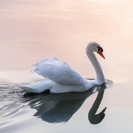 Ultimate Sacred Heart Chakra Swan Anchoring Treatment