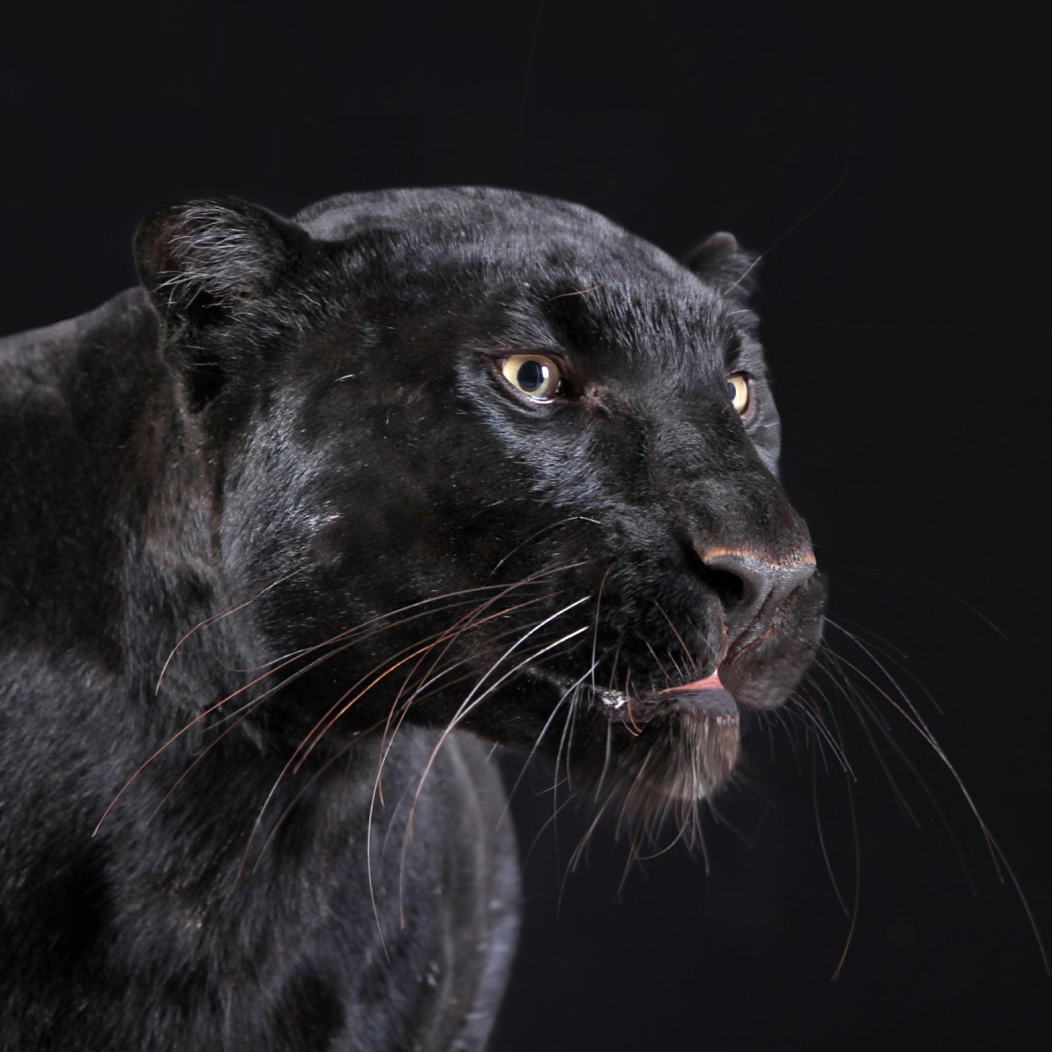 A close-up studio photograph of a majestic black panther (leopard or jaguar) on a solid black background. The panther looks to the right with its mouth slightly open, representing the power animal used for a third eye chakra anchoring.