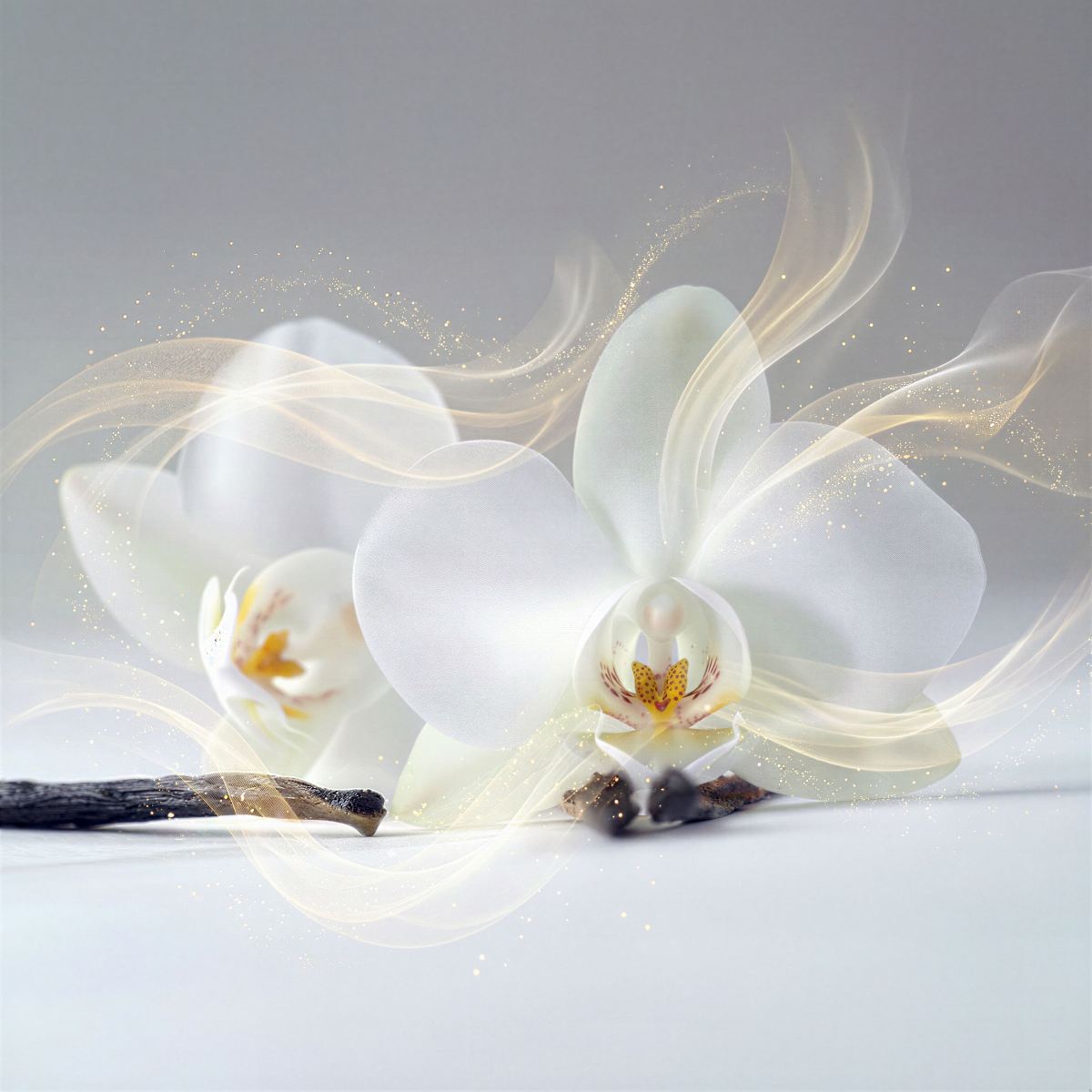 White orchids with vanilla pods surrounded by gold and white flows of energy and sparkles against a gentle grey background.