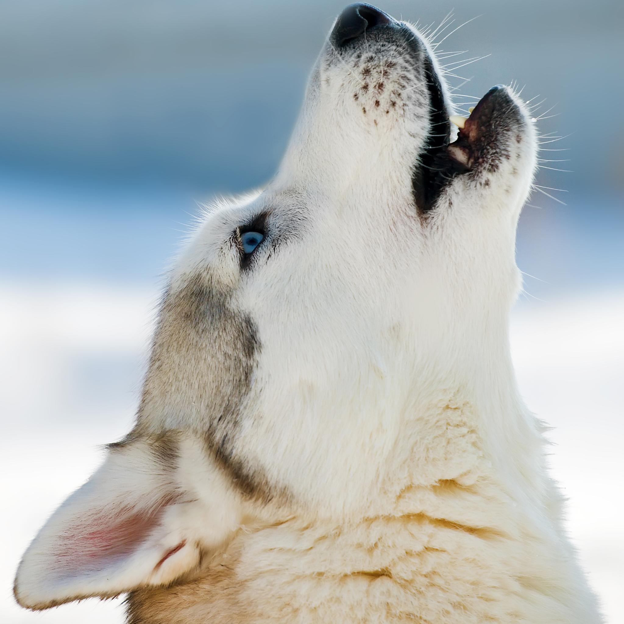 Close-up of a white and grey wolf with striking blue eyes, head tilted back in a howl. This image relates to wolf power animal connections. The background is bright white and pale blue.