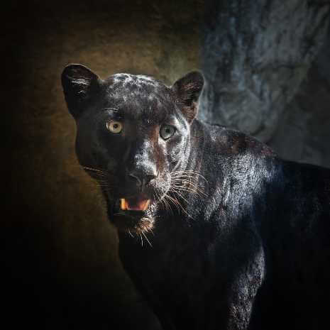 Dynamic Black Panther Power Animal Connections Maintenance Attunement