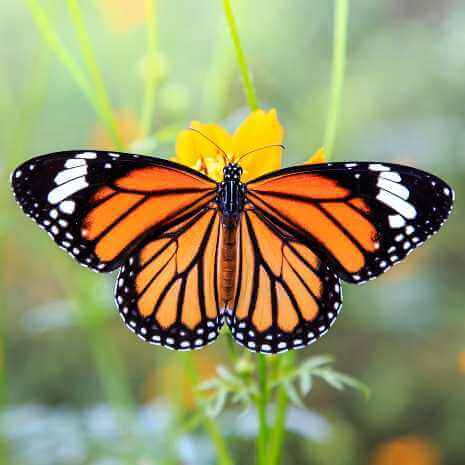 Dynamic Butterfly Power Animal Connections Maintenance Attunement